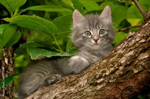 Foto: Gattino sull'albero Gattino sull'albero