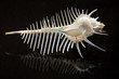Murex Shell 02