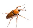 brown palm weevil beetle brown palm weevil beetle