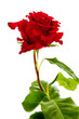 red rose