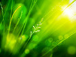 geen grass with color bokeh