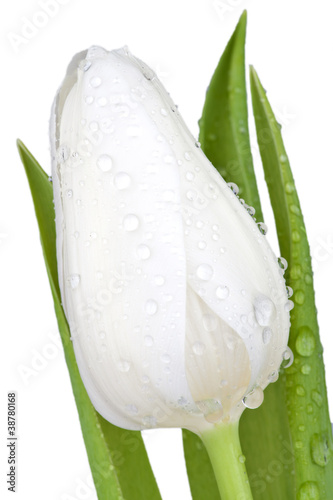 Foto: Nahaufnahme weiße Tulpenblüte Nahaufnahme weiße Tulpenblüte