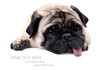 Sad pug dog laying down and looking at you
