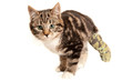 Fourteen week old tabby kitten with broken rear leg