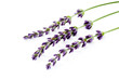 lavender flowers