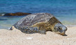 Green Sea Turtle