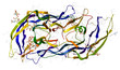 Follicle-stimulating hormone