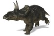 Diceratops / Nedoceratops