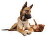 malinois et chat roux