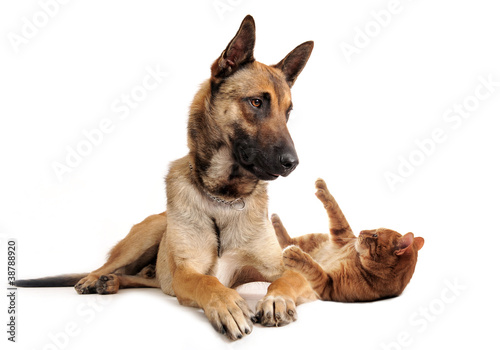 Photo : malinois et chat roux malinois et chat roux