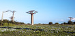 Baobab