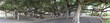 Single Banyan Tree Lahaina Maui