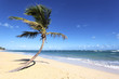 lonely palm tree