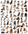 groupe de chiens de race groupe de chiens de race