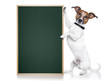 dog with blackboard vertical