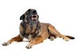 malinois agressif malinois agressif