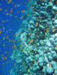 Parete corallina e Anthias - Coral Reef