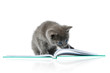 kitten and a book