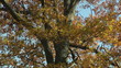 Beautiful autumn tree