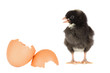 Black chicken with a broken eggshells