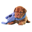 Photo: Puppy wearing scarf Puppy wearing scarf