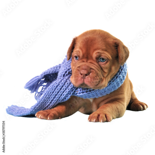 Photo: Puppy wearing scarf Puppy wearing scarf