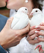 Two wedding pigeons