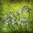 old blue bells photo