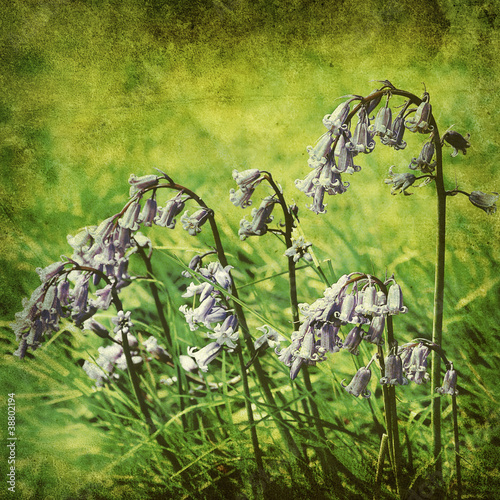Photo: old blue bells photo old blue bells photo
