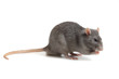 rat on a white background
