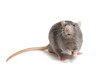 Photo: rat on a white background rat on a white background