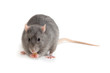 Photo: rat on a white background rat on a white background