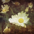 vintage daisy photo
