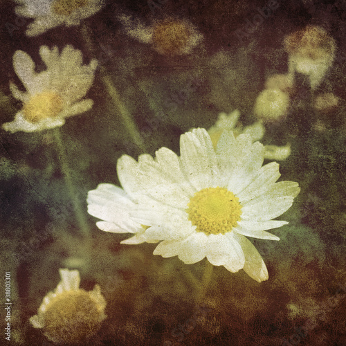 Photo: vintage daisy photo vintage daisy photo