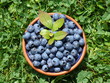 Photo: Heidelbeeren frisch gepflückt Heidelbeeren frisch gepflückt