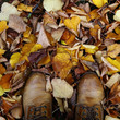 Colori d'autunno