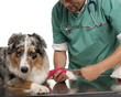 Vet wrapping a bandage around an Australian Shepherd's paw
