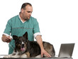Vet examining a Border Collie with a digital otoscope