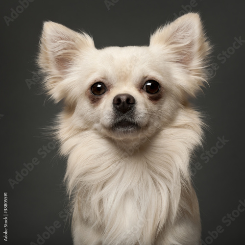 Photo: Chihuahua, 18 months old, in front of white background Chihuahua, 18 months old, in front of white background