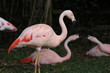 Foto: Guadeloupe - Jardin Botanique Guadeloupe - Jardin Botanique