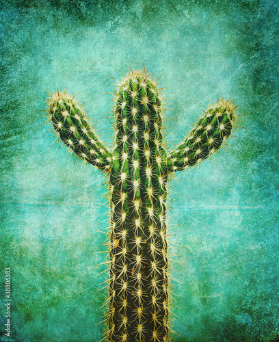 Photo: cactus print cactus print