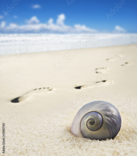 Photo: Sea shell and foot prints on a sandy beach Sea shell and foot prints on a sandy beach