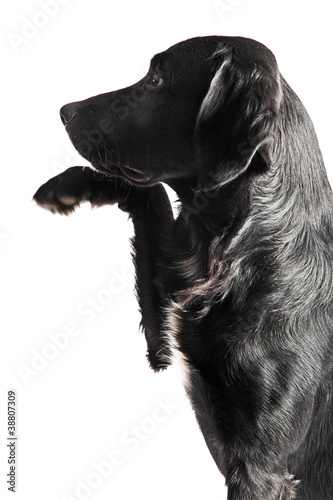 Photo: Hund gibt Pfote Hund gibt Pfote