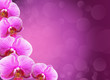 orchids