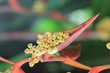 Guadeloupe - Jardin Botanique