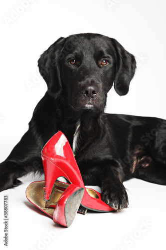 Photo: schwarzer Hund mit roten Schuhen schwarzer Hund mit roten Schuhen