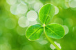 clover