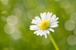 chamomile