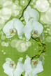 Orchidee - Orchid