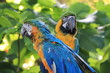 Guadeloupe - Jardin Botanique